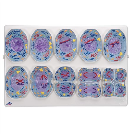 3B Scientific R02/1 Modèle méiose