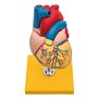 Elementary Anatomy - Modèle d'anatomie du cœur humain en deux parties avec base - grandeur nature - Enseignement scolaire (Eleme