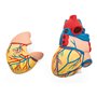 Elementary Anatomy - Modèle d'anatomie du cœur humain en deux parties avec base - grandeur nature - Enseignement scolaire (Eleme