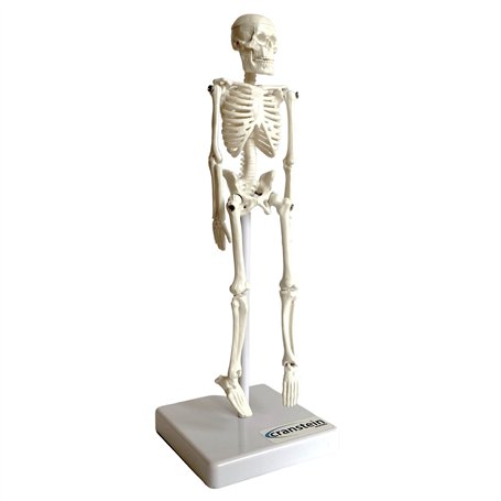 Cranstein A-134 Mini squelette 20 cm