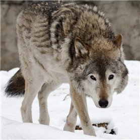 Wolf-Carte de v?ux-bruit avec son ambiphonique Animal joue lorsque vous ouvrez la carte Vierge à l'intérieur