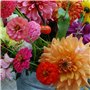 200 Pièces/Sac Graines De Bonsaï Décoratif Attirer Les Oiseaux à Croissance Rapide Couleur Mixte Dahlia Graines De Fleurs Pour L