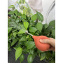 Allrounda Arrosoir en acier inoxydable - Alternative pour les petites plantes - Boutures de fleurs et semis - Terracotta/rouge