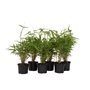 Plant in a Box - Fargesia Rufa - Set de 6 - Bambou des neiges - Arbuste exterieur - Persistant - Vert - Pot 13cm - Hauteur 25-40