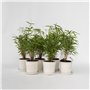 Plant in a Box - Fargesia Rufa - Set de 6 - Bambou des neiges - Arbuste exterieur - Persistant - Vert - Pot 13cm - Hauteur 25-40