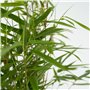 Plant in a Box - Fargesia Rufa - Set de 6 - Bambou des neiges - Arbuste exterieur - Persistant - Vert - Pot 13cm - Hauteur 25-40