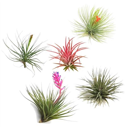 PLANT IN A BOX - Set de 5 Tillandsias- Plantes aériennes- H5-10cm