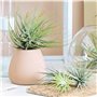 PLANT IN A BOX - Set de 5 Tillandsias- Plantes aériennes- H5-10cm