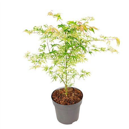 Plant in a Box - Acer palmatum 'Ukigumo' - Érable du Japon Arbres rustiques - Feuilles vertes - Pot 19cm - Hauteur 50-60cm