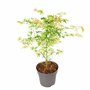 Plant in a Box - Acer palmatum 'Ukigumo' - Érable du Japon Arbres rustiques - Feuilles vertes - Pot 19cm - Hauteur 50-60cm