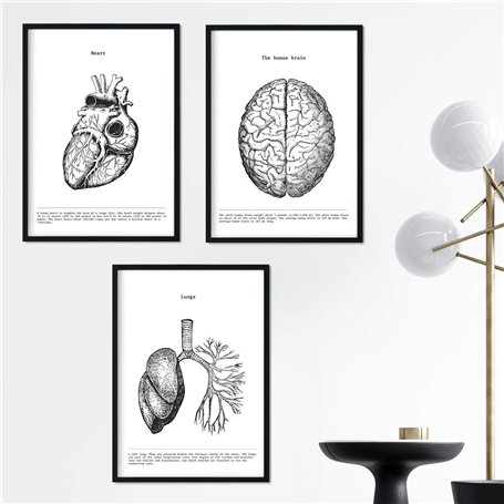 Nacnic Ensemble de 3 affiches d'anatomie en noir et blanc avec des images du corps humain. Pack de fiches sur la biologie avec C