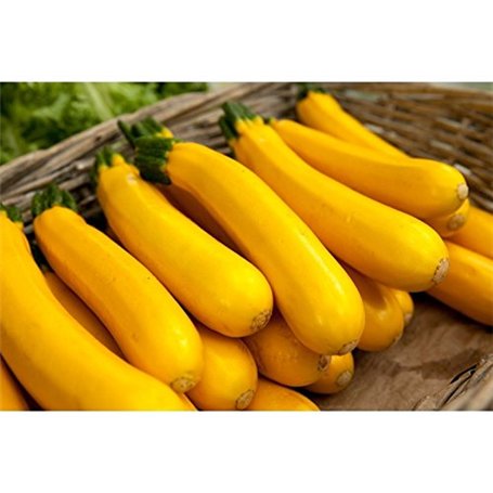 5 graines semences courgette jaune d'italie courge comestible fruit legume potager