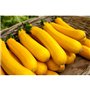 5 graines semences courgette jaune d'italie courge comestible fruit legume potager