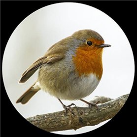 Presse-papier en verre bombé - Robin Presse-papier en verre bombé - Robin