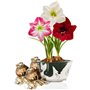 Amaryllis Bulbe Collection Budget - 3 pièces fleurs en grand format 26/28 - Bulbe Amaryllis - Mélange de vraies plantes de Holla