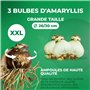 Amaryllis Bulbe Collection Budget - 3 pièces fleurs en grand format 26/28 - Bulbe Amaryllis - Mélange de vraies plantes de Holla