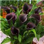 Collection de Bulbes de Calla Lilies Zantedeschia - 10 pièces - 5 Variétés - 2 de Chaque Couleur - Idéal pour Pots et Jardin - M