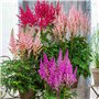 Collection de Plantes Vivaces Astilbe Rustiques (10 racines) - Mélange de 5 Variétés pour Jardin - 2 de Chaque Couleur - Grandes