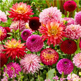 Bulbes de Dahlias Super Collection - 10 Tubercules Géants de Dahlias - Mélange de Bulbes de Fleurs des Pays-Bas - Véritables Gra