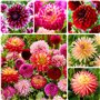 Bulbes de Dahlias Super Collection - 10 Tubercules Géants de Dahlias - Mélange de Bulbes de Fleurs des Pays-Bas - Véritables Gra