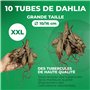 Bulbes de Dahlias Super Collection - 10 Tubercules Géants de Dahlias - Mélange de Bulbes de Fleurs des Pays-Bas - Véritables Gra