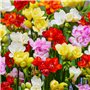 Bulbes de Freesias (50 pièces) Collection de Doubles Fleurs - Mélange de 5 Couleurs - Bulbes de Freesias Parfumés des Pays-Bas -