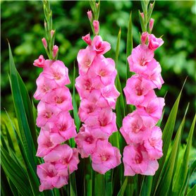 Glaïeuls Rose