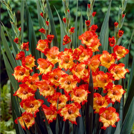 Glaïeuls Princes Margaret Rose - 10 bulbes de Hollande - véritables grands glaïeuls pour le jardin et les pots (Pas de graines