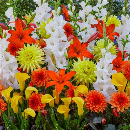 Fleurs d'été bulbes Fire Work Collection - 25 pièces - Glaïeuls/Lys/Dahlias/Calla - vivaces mélange de bulbes - Qualité Néerland