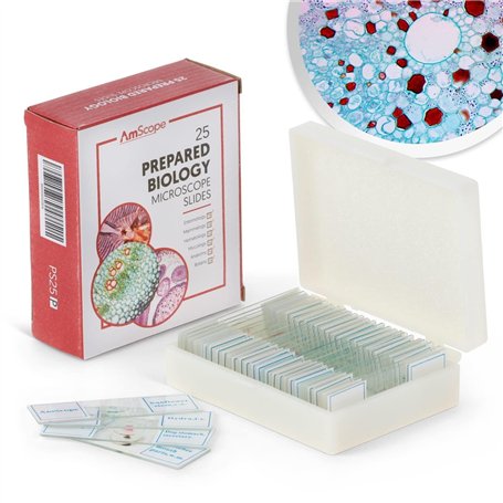 AmScope PS25P Lot de 25 Lames de Microscope préparées pour l'éducation Scientifique Biologique de Base