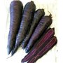 Graines végétales - Carotte - Purple Sun F1 - 80 graines de qualité supérieure