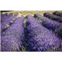 Fleur de Lavande 1 Kilo - Provence - Direct Producteur - France - pour Armoire, Linge et Placard – Lavande séchée naturellement,