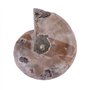 Spécimen d'ammonite Fossil, 2Pcs Spécimen de Coquille Shell Madagascar Pierres Naturelles et minéraux(4cm) Ammonite fossile foss