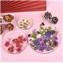 Vraies Fleurs Pressées Séchées pour Décorations Florales Art Artisanat Scrapbooking Fleurs Pressé Séchées pour Bricolage Bougie 