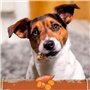 SmartBones Mini à la Patate Douce – 8 Mini Os à Mâcher Sans Peau d'Origine Animale pour Chien Adulte de Petite Taille - Très Fai