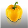 25 graines à semer - Le Grenier d'Abondance - POIVRON Jaune California - Capsicum annuum
