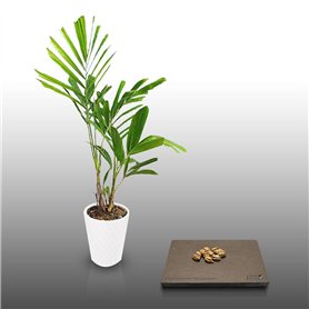 10 graines à semer - Le Grenier d'Abondance - Palmier bambou - PTYCHOSPERMA Microcarpum