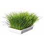 TRIXIE Herbe tendre pour chats - Graines d'herbe à faire pousser soi-même - riche en vitamines - 100g - 4232