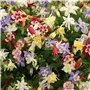 Mélange coloré d’ancolie env. 50 graines - pluriannuel/résistant à l’hiver