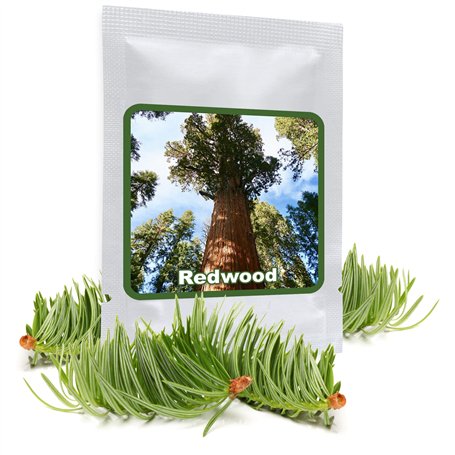 Séquoia géant 25 graines/Sequoiadendron giganteum/le plus gros arbre du monde