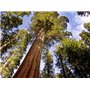 Séquoia géant 25 graines/Sequoiadendron giganteum/le plus gros arbre du monde