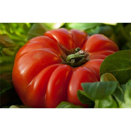 100 graines de tomate coeur de boeuf gros fruit rouge