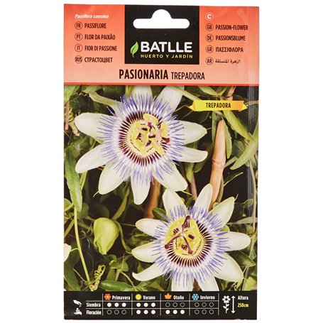 Batlle PASSIFLORE GRIMPANTE Blanche