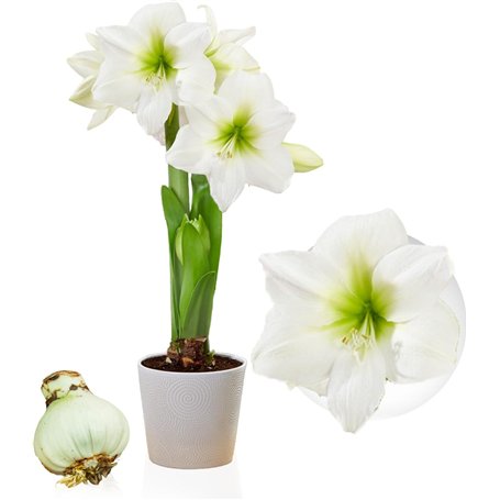 Amaryllis Bulbe White Star - 1 pièces fleurs en grand format 26/30 - Bulbe Amaryllis - Véritables plantes de Hollande - Hippeast
