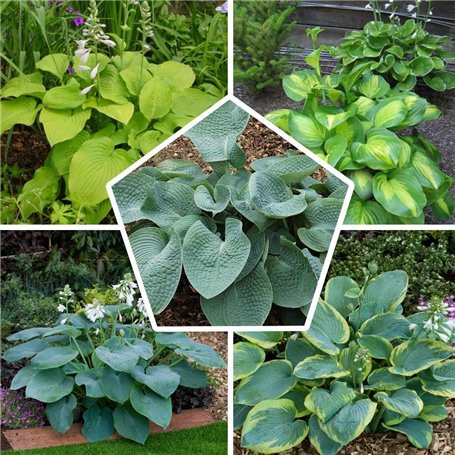 Collection de Plantes Vivaces Budget Hosta - Mélange de 5 Hybrides en 5 Variétés - Grandes Funkia Vivaces Rustiques Racines Nues