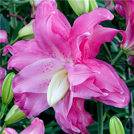 Lotus Lys Rose Doublés (10 bulbes parfumés)