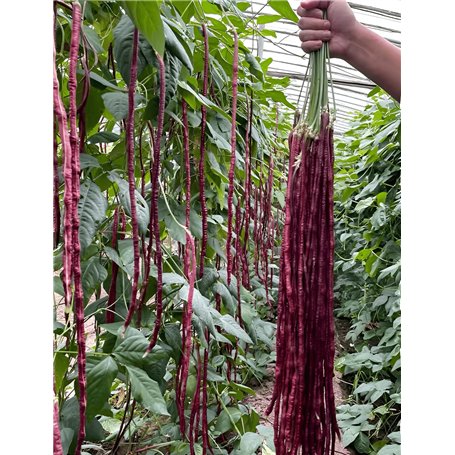 Semence de haricots chinois (lot de 45)