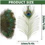Plumes de Paon de Couleur Primaire Naturelle