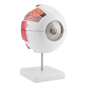 SANON Modèle D'anatomie Du Globe Oculaire Grossissement 6X Modèle de Globe Oculaire Humain Amovible pour L'enseignement de L'étu