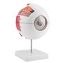 SANON Modèle D'anatomie Du Globe Oculaire Grossissement 6X Modèle de Globe Oculaire Humain Amovible pour L'enseignement de L'étu
